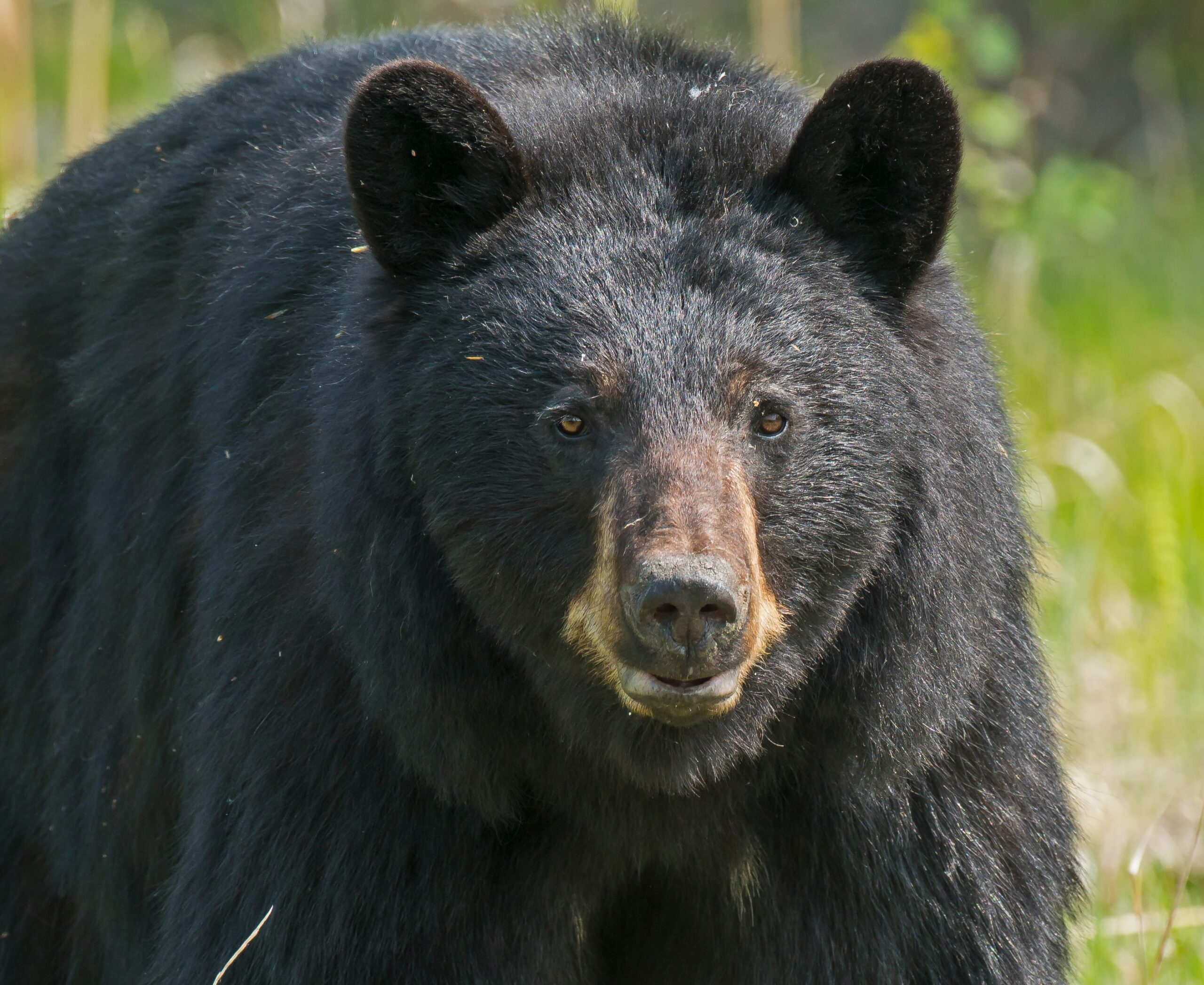 close up of black bear's face in the forest