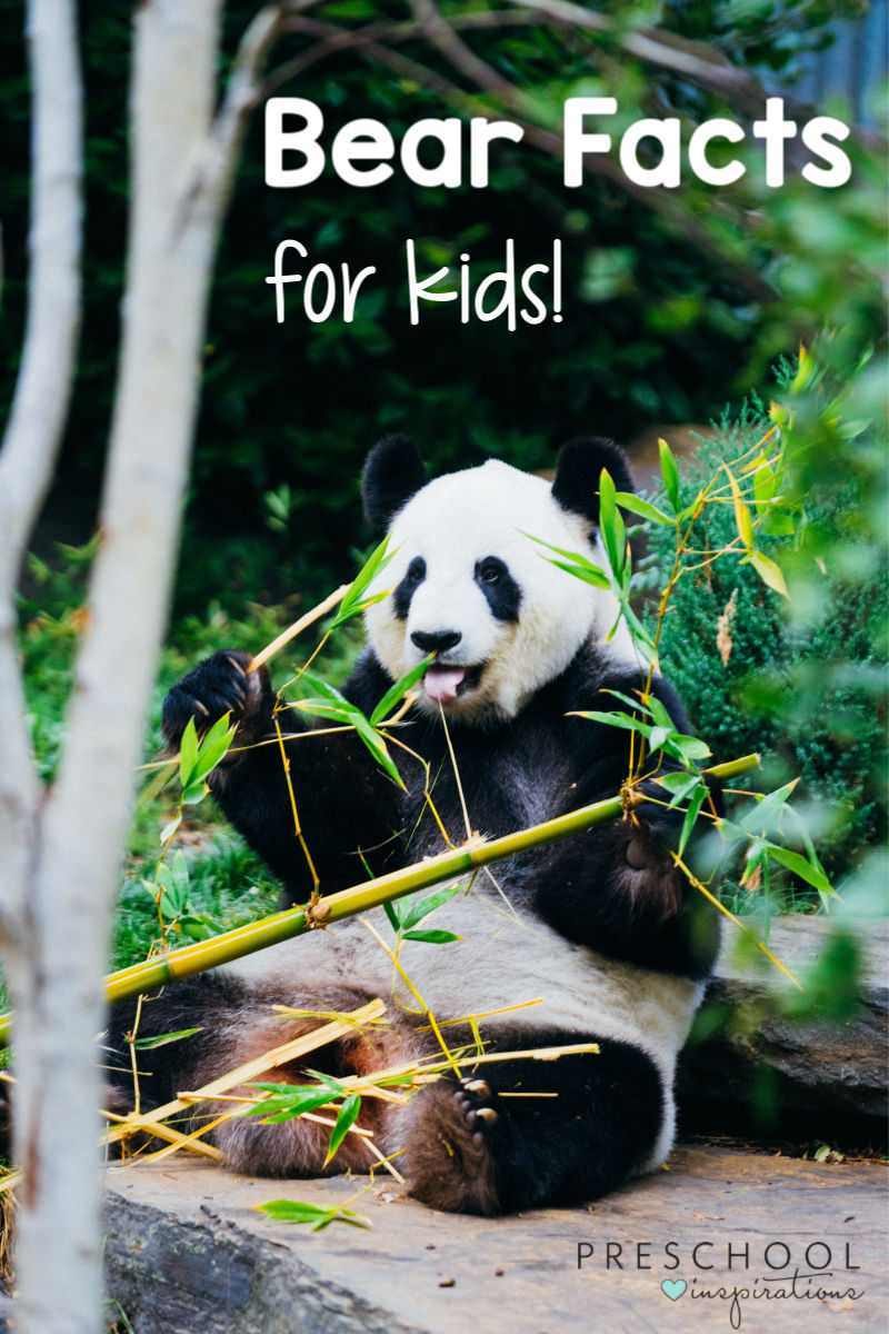 pinnable image of a panda bear eating bamboo with the text bear facts for kids