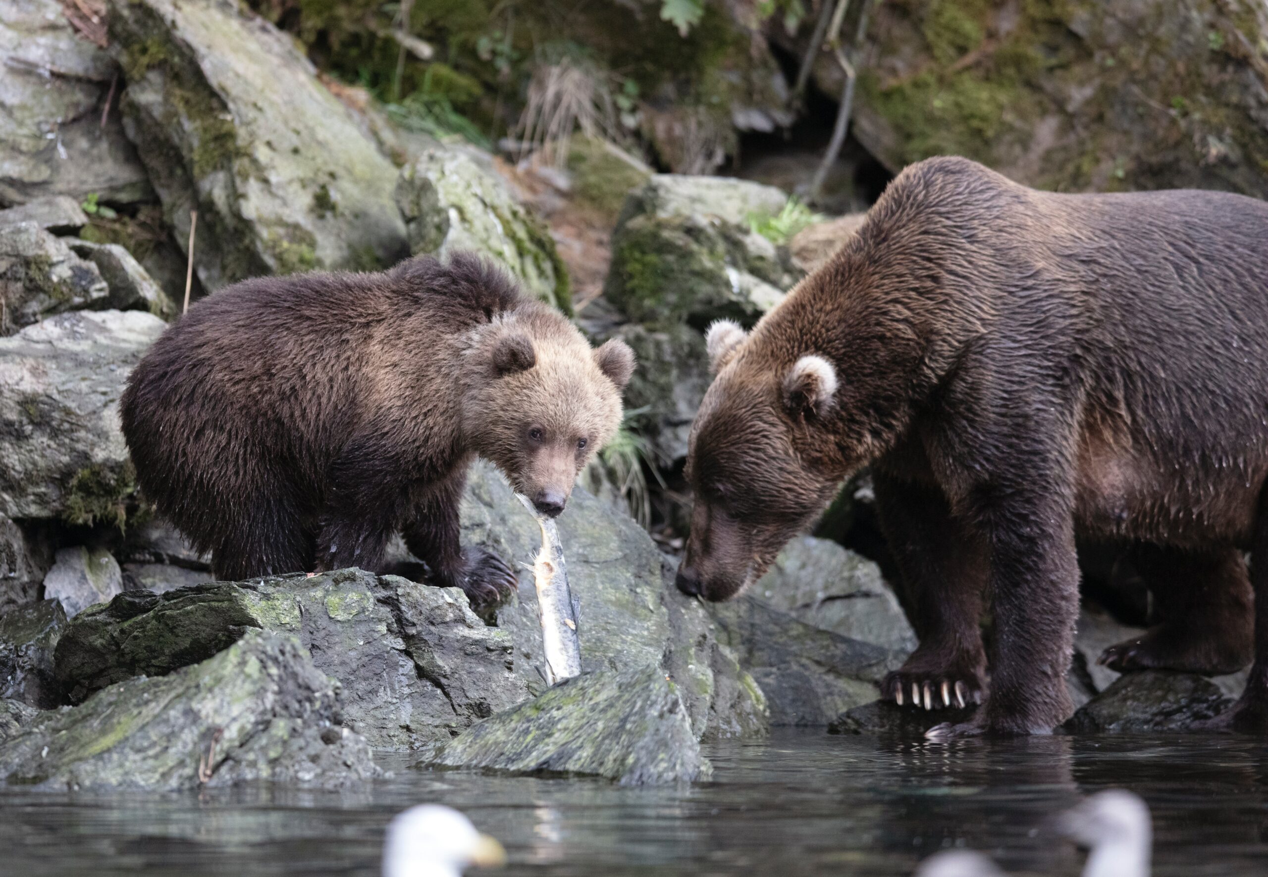 picture of brown bear and cub in a stream