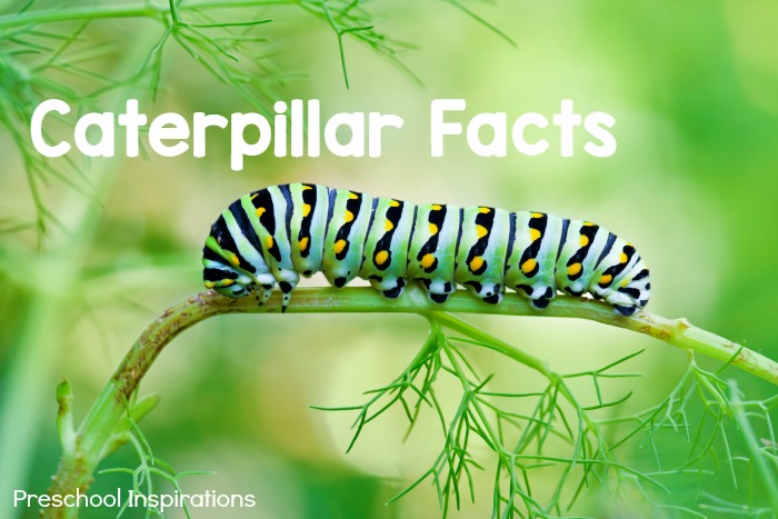 Caterpillar Facts for Kids