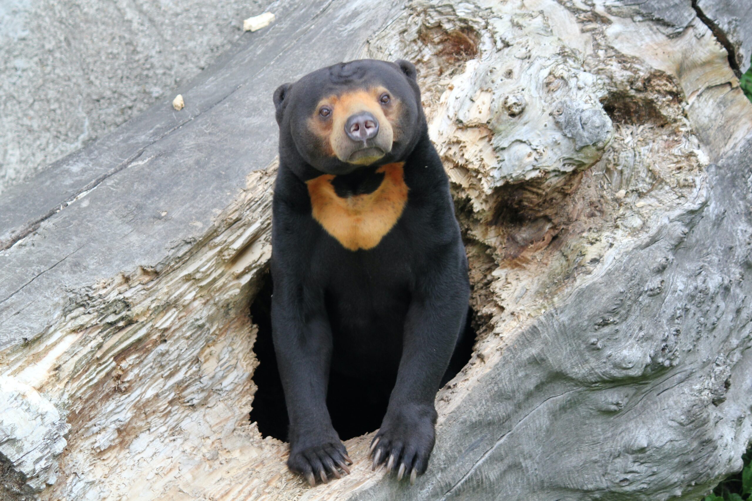 sun bear sitting on a rock looking at the camera