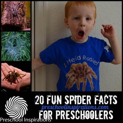 20 Fun Spider Facts by Preschool Inspirations