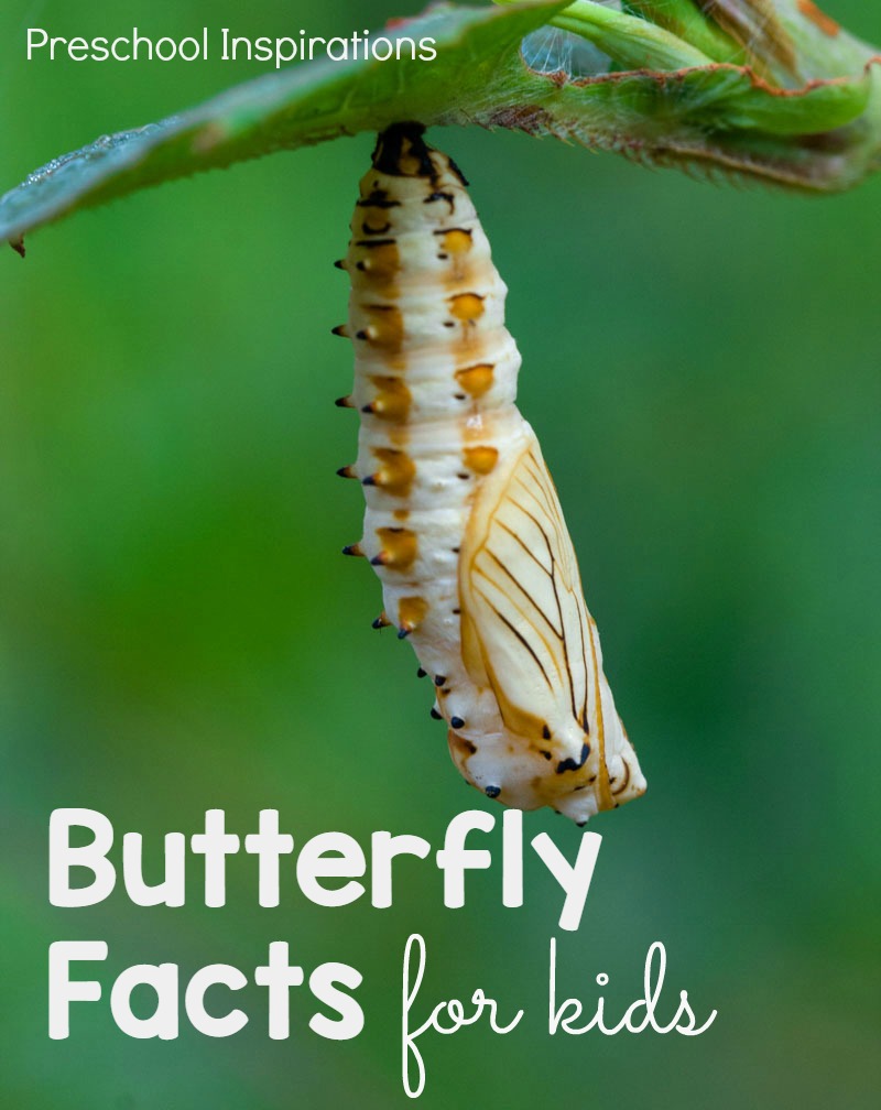 Fun Butterfly Facts for Kids by Preschool Inspirations