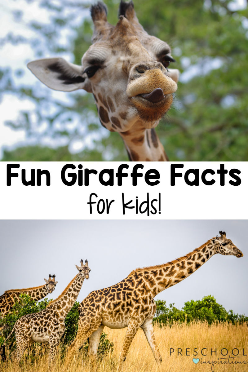 pinnable image of two pictures of giraffes with the text fun giraffe facts for kids