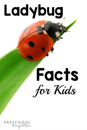 ladybug on a leaf with the text ladybug facts for kids