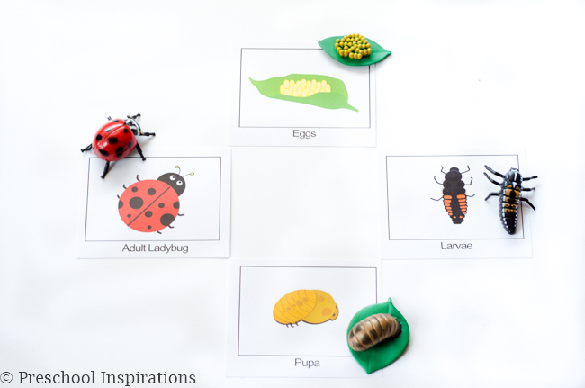 Ladybug life cycle cards