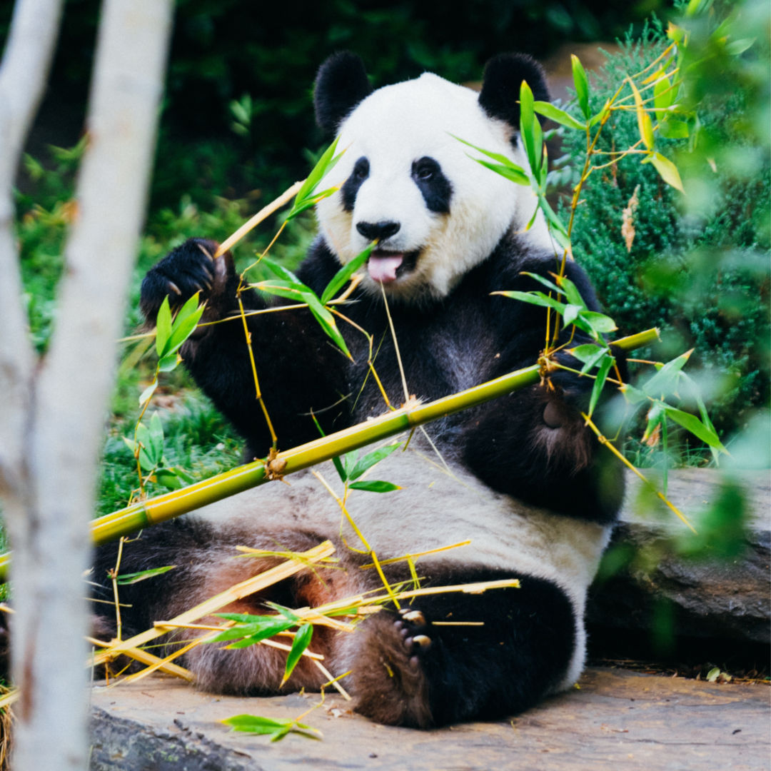 picture of giant panda bear sitting in the forest eating bamboo