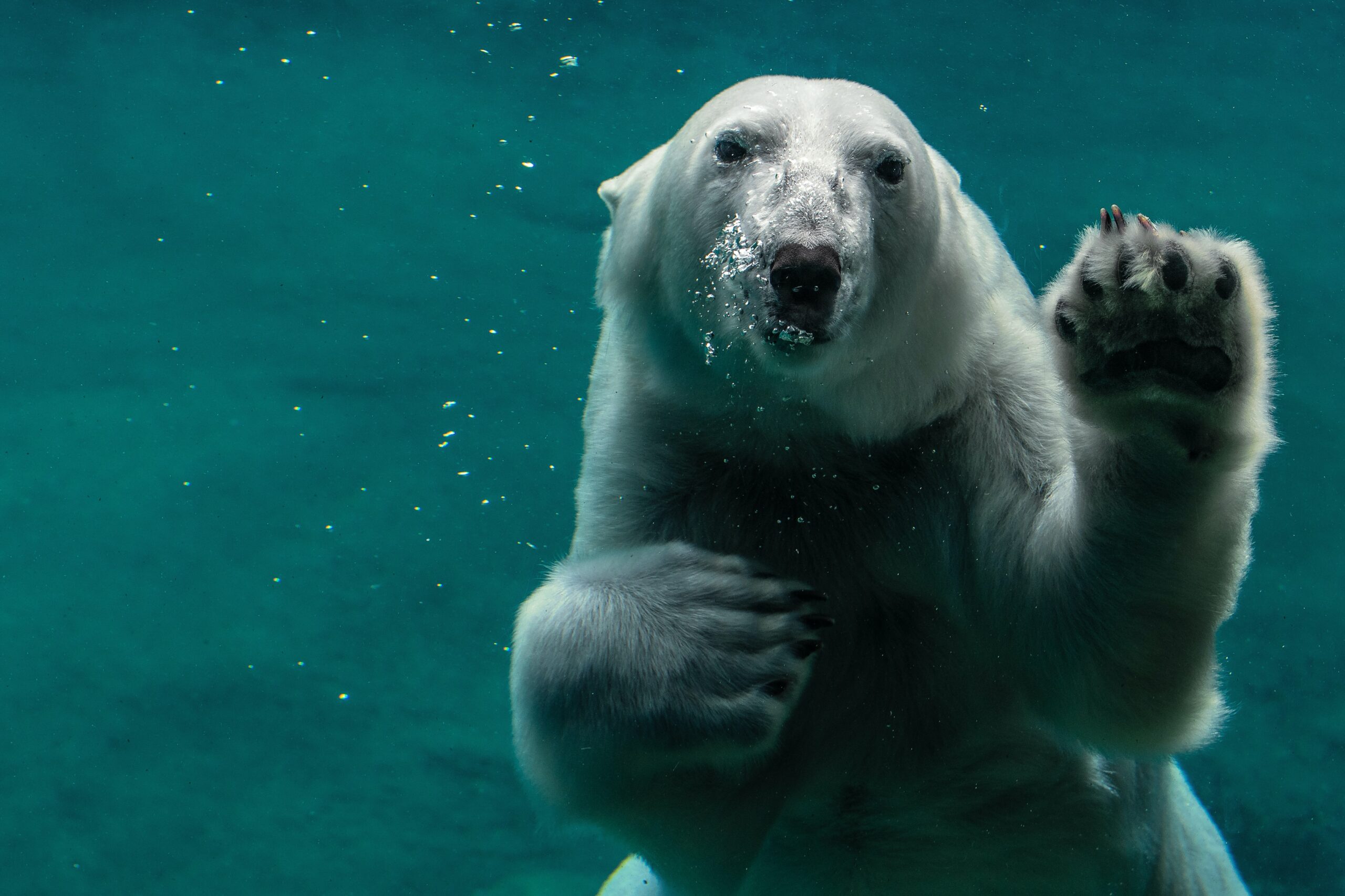polar bear waving underwater