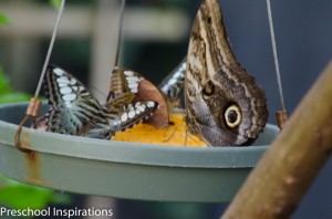 Preschool Inspirations- Fun Butterfly Facts for Kids-5