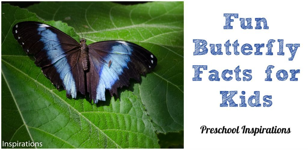 Preschool Inspirations - Fun Butterfly Facts for Kids