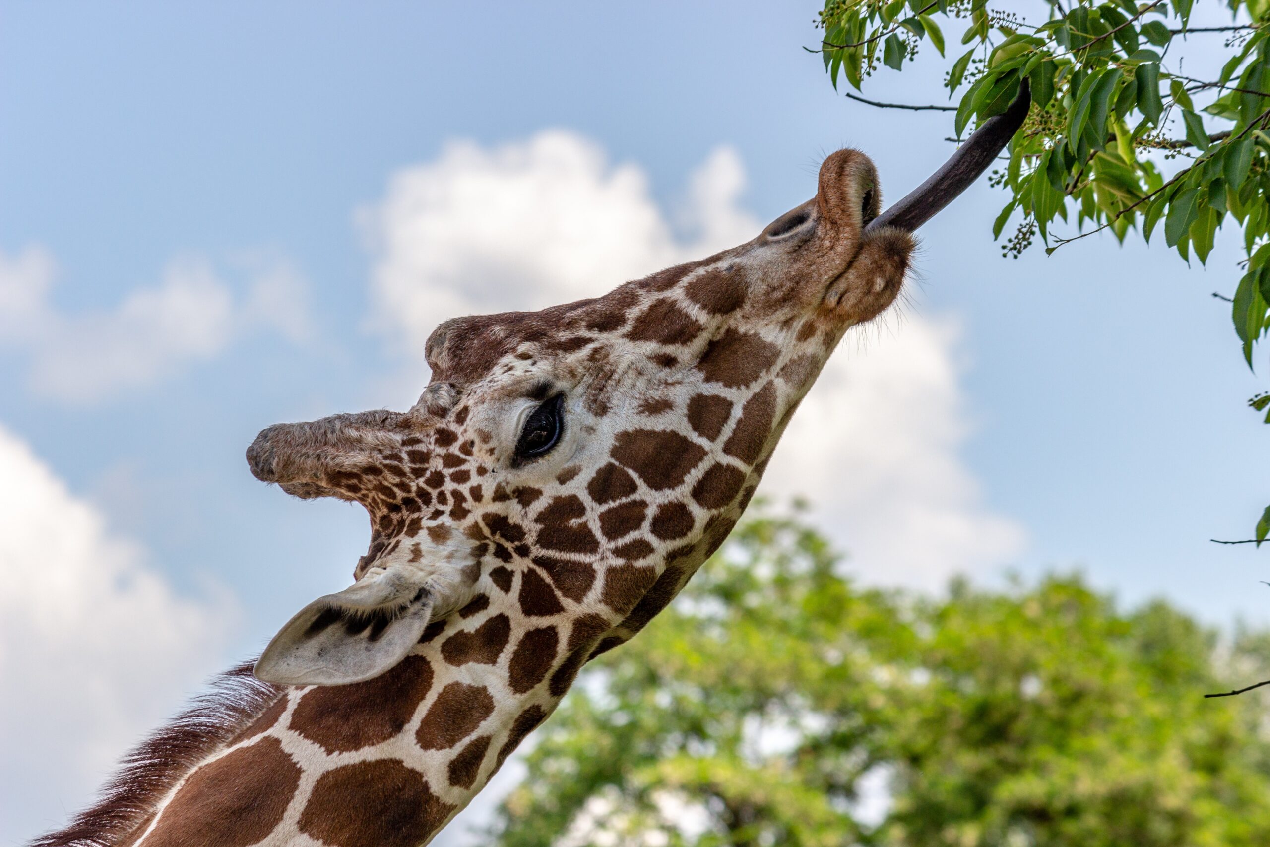 picture of a giraffe stretching out its tongue to eat leaves
