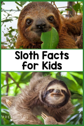 pinnable image of two sloths and the text 'sloth facts for kids'
