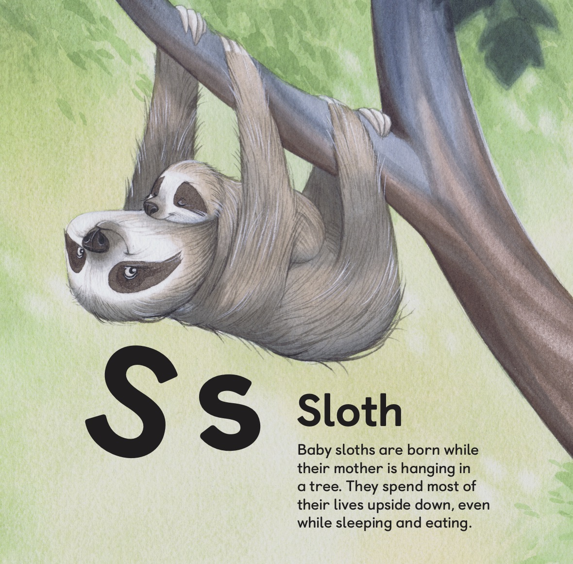 Sloth mom hanging with baby sloth