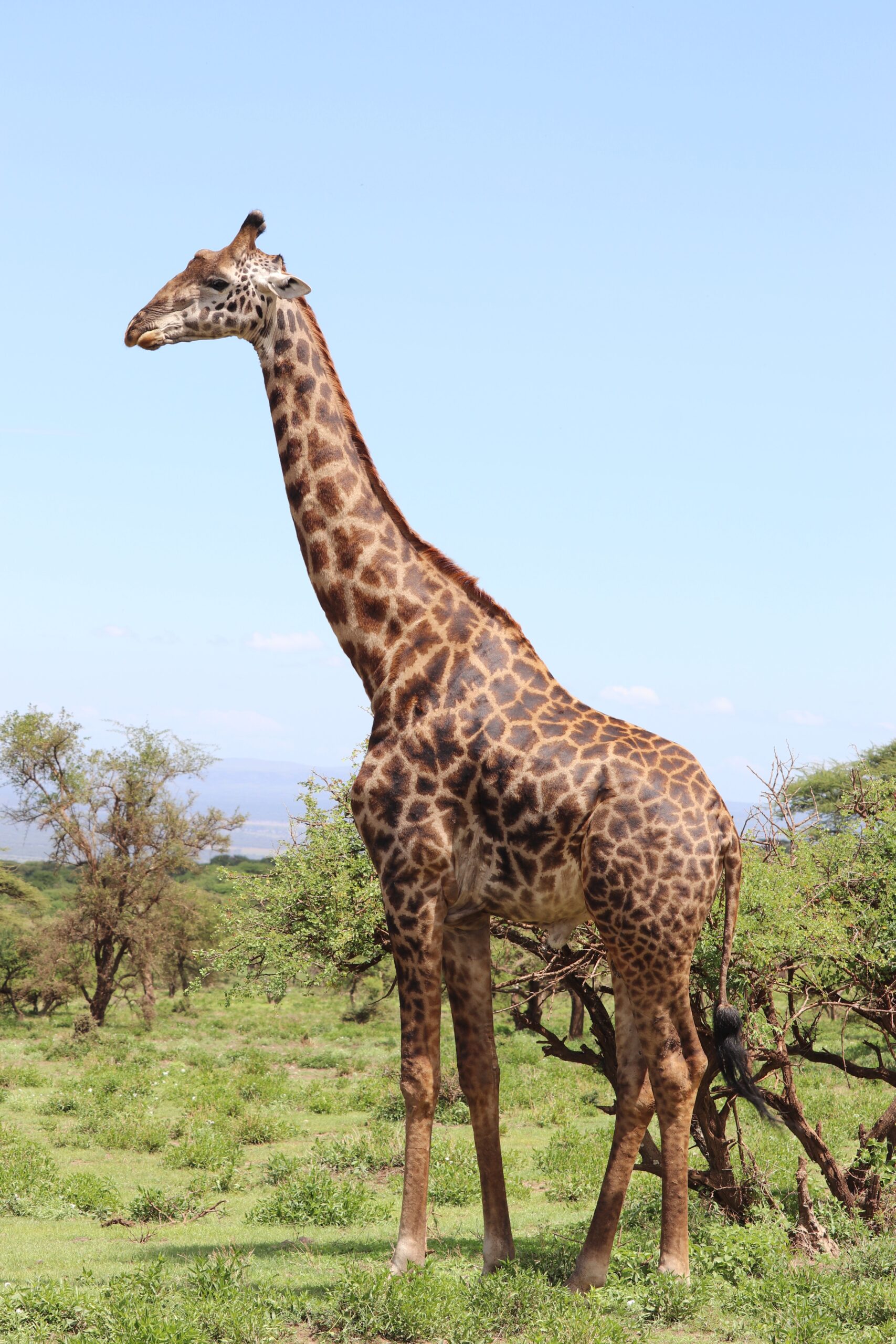 picture of a giraffe on the plains