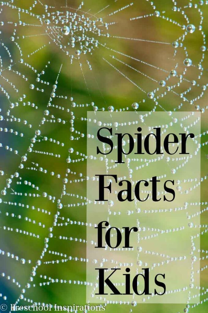 Here are 20 fun spider facts for kids! #prek #preschool #toddler #kindergarten #homeschoolpreschool #preschoolthemes #spidertheme #spiderfacts 