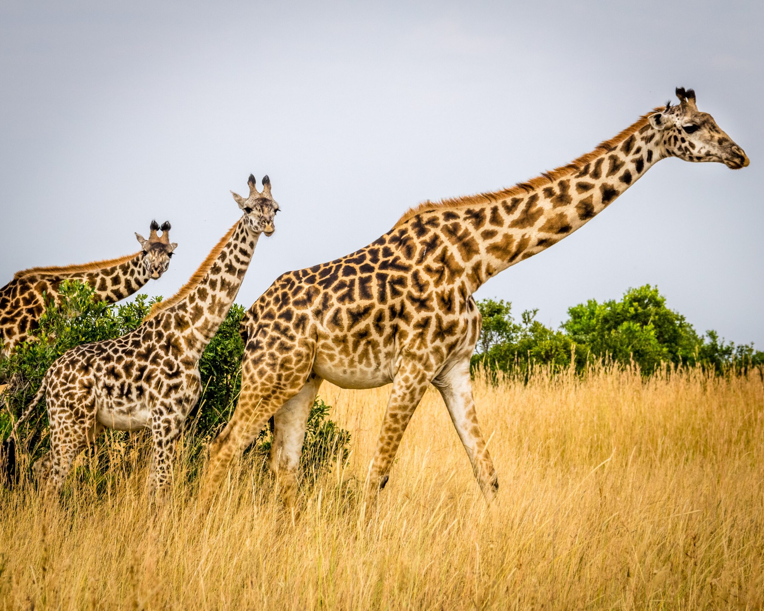 picture of a group of three giraffes on the plains