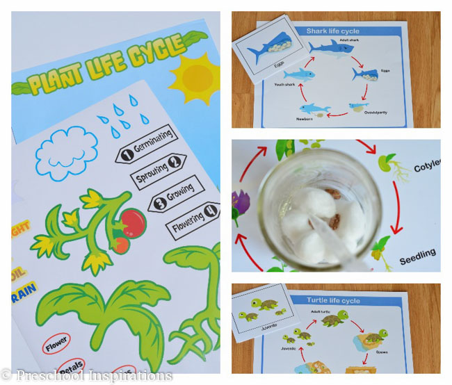 Teach children about science and nature with life cycles-2