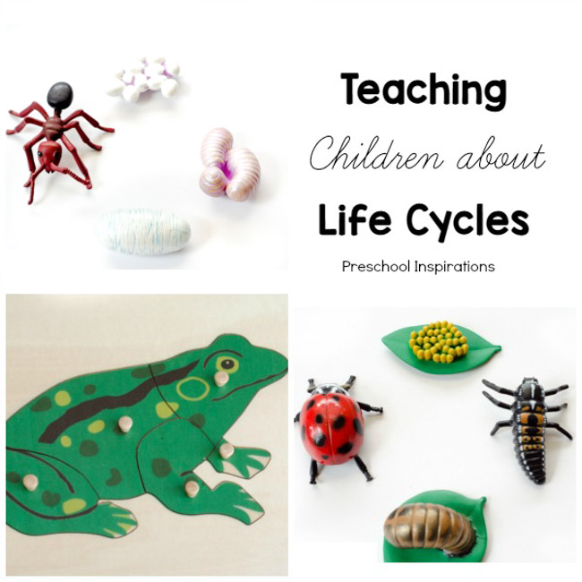 Teach children about science and nature with life cycles