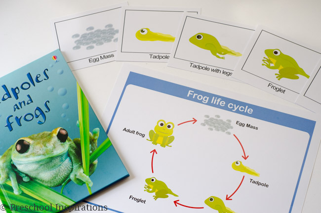 Teaching children about life cycles-6