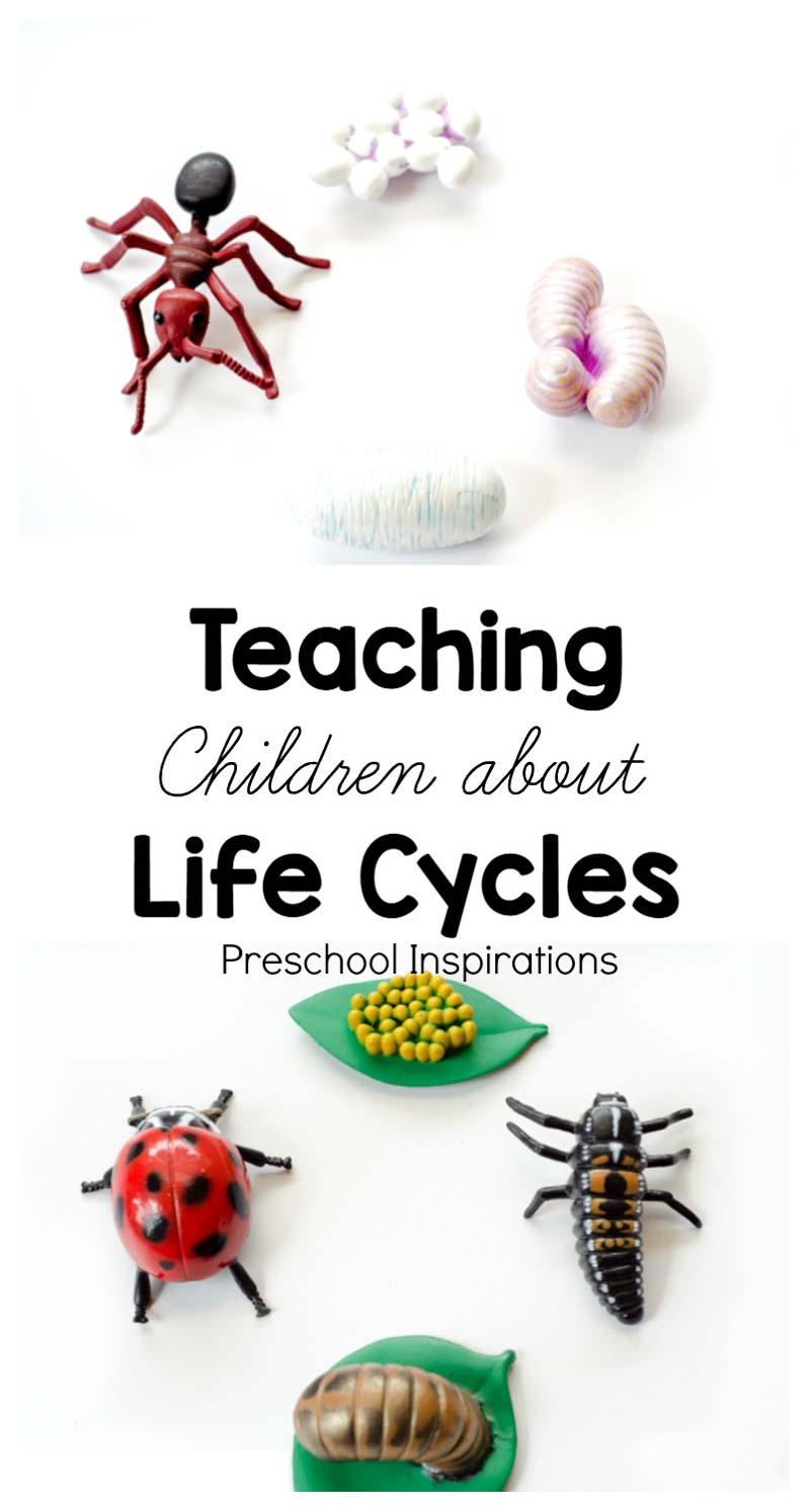 Teaching children about life cycles with hands-on learning materials