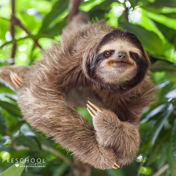 a three-toed sloth hanging in a tree