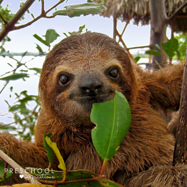 cute sloth smiling at the camera